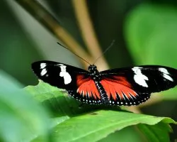 Laparus Doris
