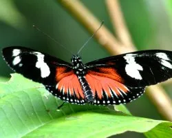 Laparus Doris
