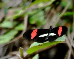 Heliconius Melpomene Rosina