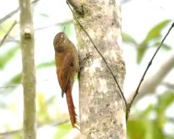 Glyphorynchus spirurus
