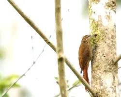 Glyphorynchus spirurus