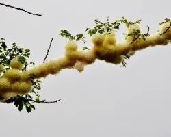 Prosapia Distanti 