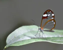 Heterosais edessa nephele