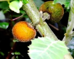 Solanum quitoense 