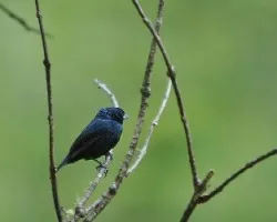 Volatinia jacarina