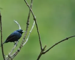 Volatinia jacarina