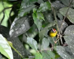 Basileuterus rufifrons