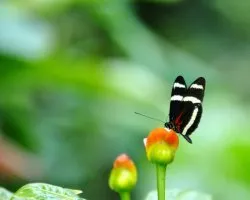 Heliconius hewitsoni