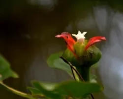 Flor del bosque.  . 2