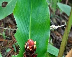 Calathea latifolia