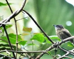Picumnus olivaceus