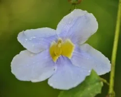 Thunbergia grandiflora