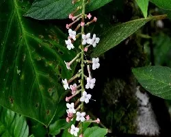 Flor del bosque ,,4