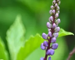 Flor del bosque ..7