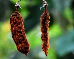 Mucuna fabaceae papil