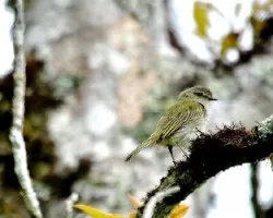 Oreothlypis peregrina