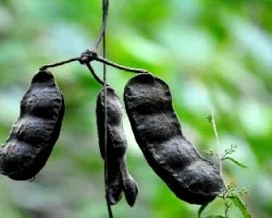 Mucuna argyrophylla standl 