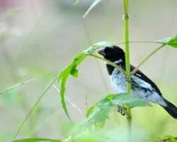 Sporophila americana