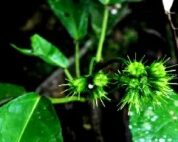 Flor del bosque ..8