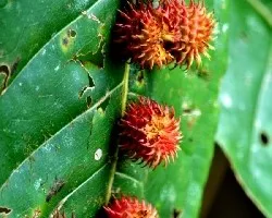 Semillas parásitas del bosques