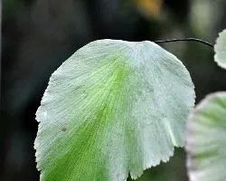 Adiantum sp