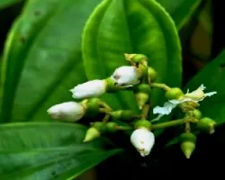 Flor del bosque , ,9