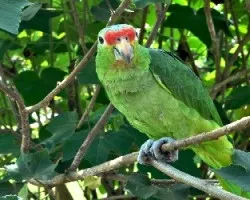 Amazona autumnalis