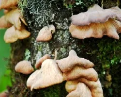 Hongos