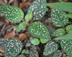 Hypoestes sp