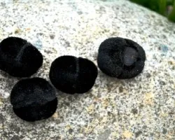 Merremia discoidesperma