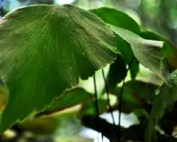 Adiantum sp.