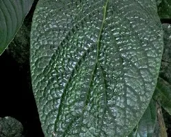 Hojas del bosque.  .3
