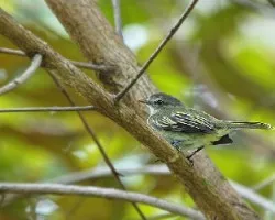 Tolmomyias assimilis
