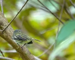 Tolmomyias assimilis