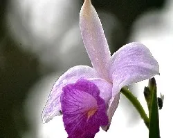 Orquidea
