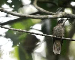 Colibri delphinae