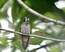 Colibri delphinae