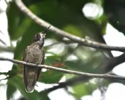 Colibri delphinae