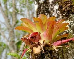 Bromelia sp