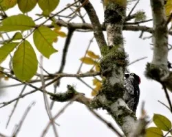 Melanerpes formicivorus