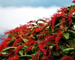 Coccoloba sp