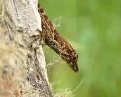 Lagartija camuflada