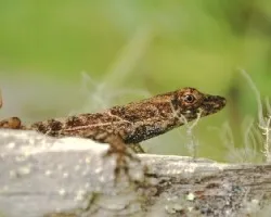 Lagartija camuflada
