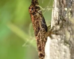 Lagartija camuflada