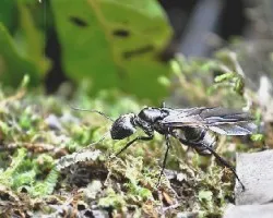 Avispa o hormiga