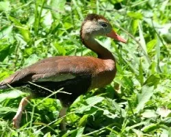 Dendrocygna autumnalis