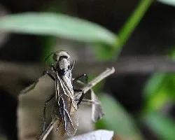 Avispa o hormiga