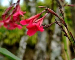 Canna indica