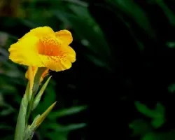 Canna indica