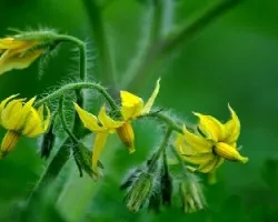 Solanum lycopersicum